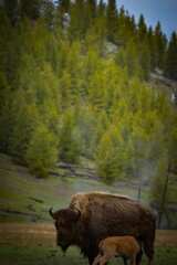 Bison and baby cattle in Yellowstone National Park, Mountain view terrain