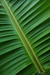 Stunning close-up of vibrant green banana leaf showcasing its intricate texture and natural patterns for tropical vibes and fresh design inspiration