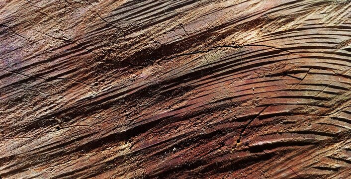 Horizontal macro view of dark red-brown wood grain and rough texture from a tree cross section.