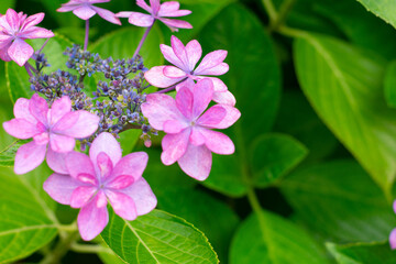 紫がかったピンク色のガクアジサイが咲く初夏の庭園　緑の葉に映える繊細な花びらと小花が美しい紫陽花のマクロ写真　自然や季節のデザイン素材に最適