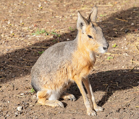 Patagonian mara, cute animal
