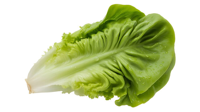 Fresh vibrant romaine lettuce head with crisp leaves, perfect for healthy salads and culinary creations, adding a burst of freshness to your next meal, a healthy ingredient