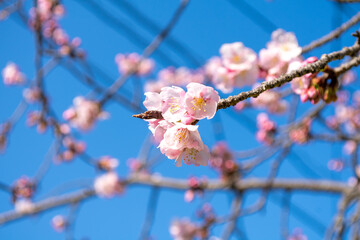 青空に映える桜の花　春の陽光を浴びて咲く淡いピンクの花びら　爽やかで心温まる季節の風景