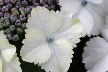 White lacecap Hydrangea flowers in close up