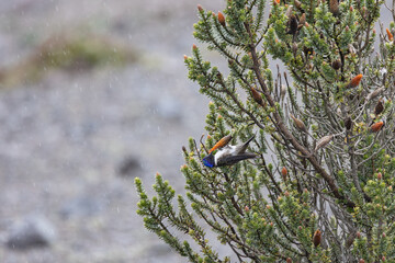 Fototapeta premium Chimborazo Hillstar hummingbird in rain on Andean shrub, Ecuador