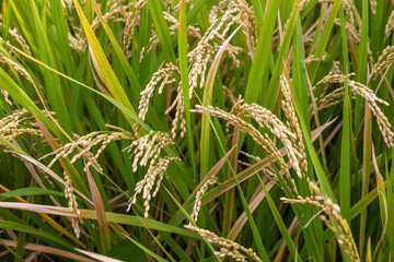 実りの秋にたわわに実った稲穂