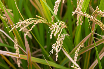 Fototapeta premium 実りの秋にたわわに実った稲穂