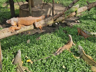 Iguana