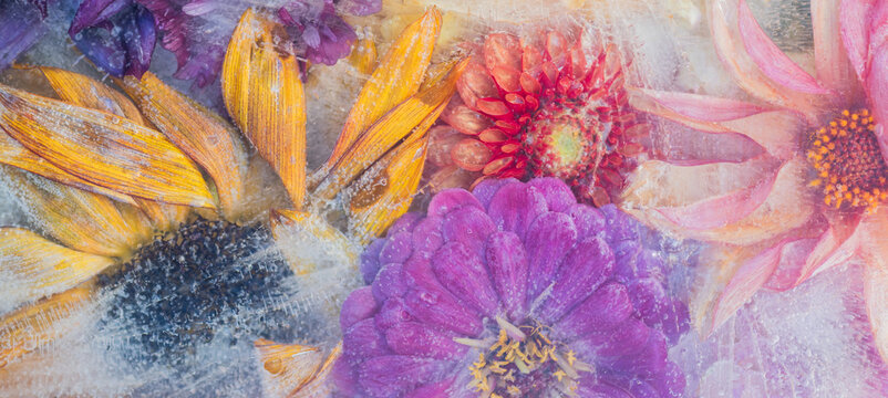 Fototapeta abstract art with colorful dahlia flowers in frozen water