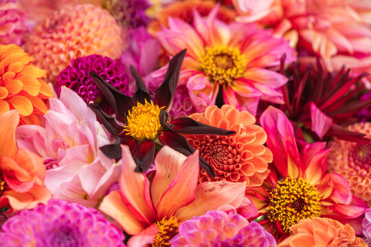 abstract seamless close up of colorful dahlia, cosmos and zinnia flowers background