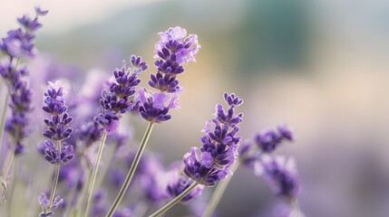 Obraz premium Delicate stalks of purple flowering herbs bloom vibrantly against a soft, hazy background