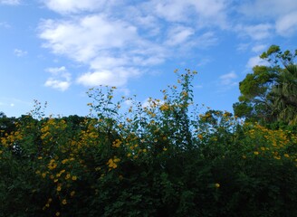 沖縄の空と黄色い花
