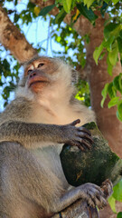 Monkey with coconut, Wild macaque resting on tree branch holding Koh Phangan