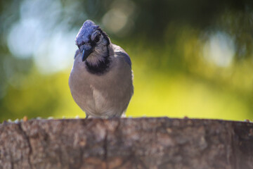 Blue Jay – Tender Curiosity