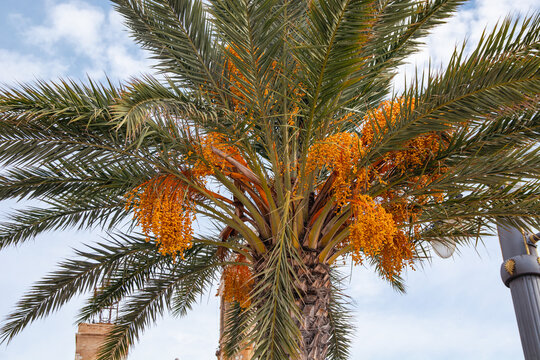 Canary Island date palm with ripe dates