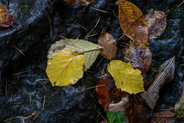 Close up of wet autumn leaves on dark rock surface