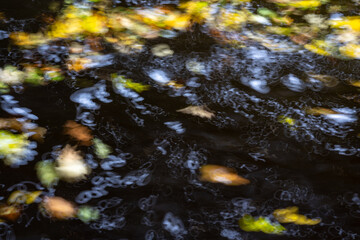 Abstract motion of autumn leaves swirling on dark water