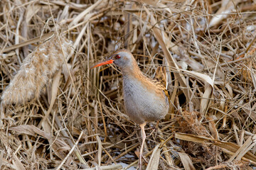 A European water rail (Rallus aquaticus) was photographed in dense reed beds.