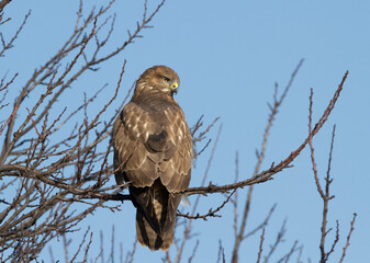 The common buzzard (Buteo buteo) perches on a tree canopy against a blue sky.