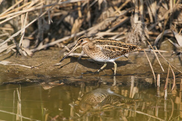 A common snipe (Gallinago gallinago) lurks on the bank of a canal and looks at the camera.