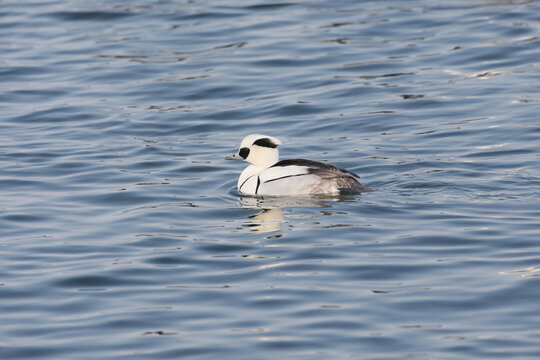 A male smew (Mergellus albellus) is filmed swimming in the blue waters of the sea.