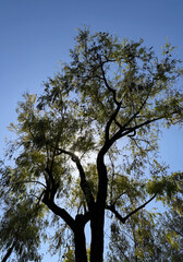 California mesquite tree against sun and sky