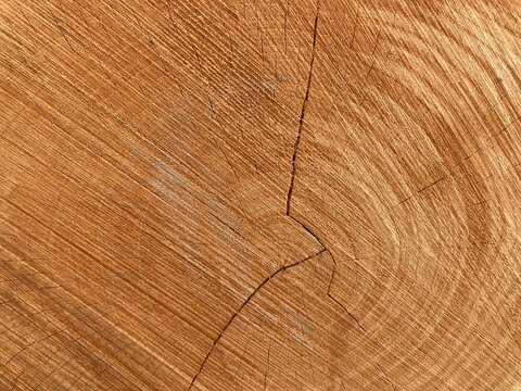 texture of cracked wood. tree trunk with annual growth rings. Cracked pine-tree trunk in cross section. wooden surface for background. Grunge rusty orange brown wood