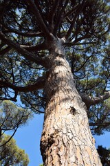 Southern Plants. View of a pine tree trunk and crown against a blue sky.