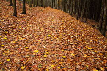 Hiking track to the mountain Jarnik at Pisek, South Bohemian Region, Czech Republic, Europe
