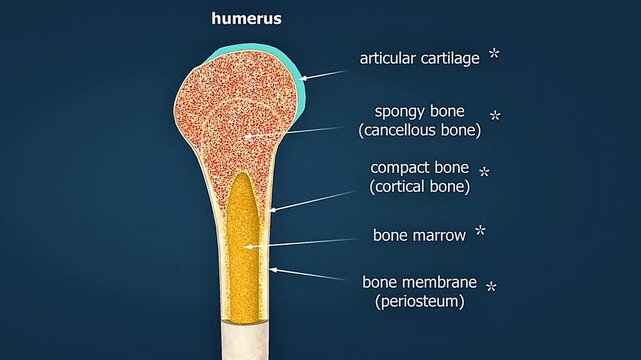Anatomy and microscopic view of humerus bone