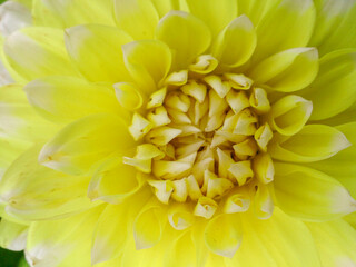 Macro close-up of a soft yellow dahlia flower in full bloom, showing delicate petal layers and natural symmetry under gentle daylight.