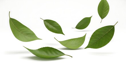 Fototapeta premium Several green leaves gently float and drift against a clean white backdrop, serene.