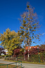 Birch trees with mistletoe in Wiesfleck, Oberwart district, Burgenland, Austria, Europe, Central Europe
