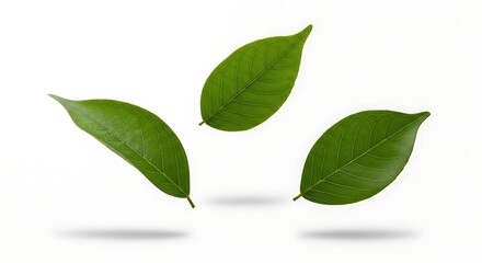 Obraz premium Three verdant leaves appear to float against a clean white backdrop, showcasing their intricate