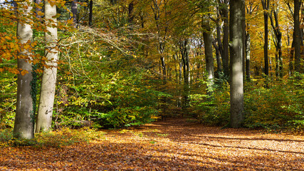 Obraz premium Autumn forest landscape with beech trees in bautiful vibrant colors