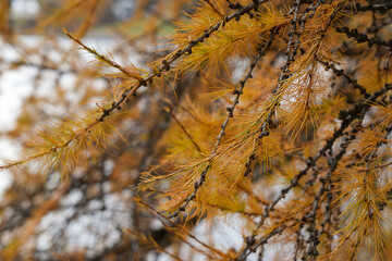 Obraz premium Close-up of golden larch branches with soft autumn needles