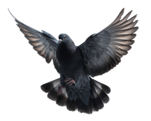 black dove in flight