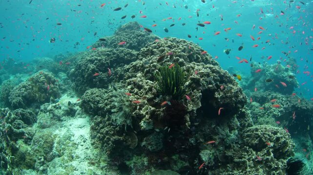 Planktivorous anthias feed along a reef on the island of Hatta in the remote Banda Islands of Indonesia. This region is home to high marine biodiversity and is a destination for divers and snorkelers.