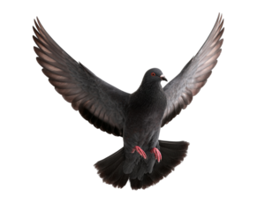 pigeon isolated on white