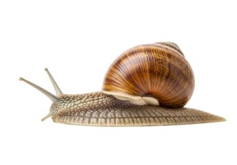 A garden snail with a brown spiral shell slowly moving across a surface, isolated on transparent background