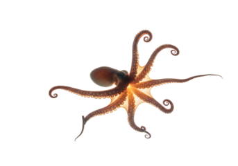 A small octopus with eight curly tentacles, isolated on transparent background