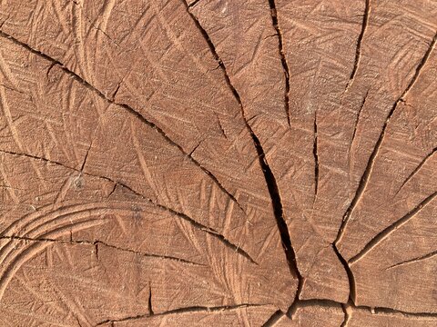 texture of cracked wood. Close-up of tree trunk with annual growth rings. Cracked pine-tree trunk in cross section. Photos of wooden surface for background