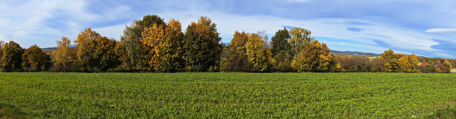 Colorful trees at Unterschützen, Oberwart district, Burgenland, Austria, Europe, Central Europe
