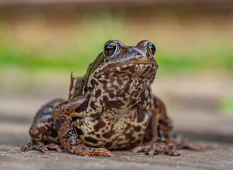 Close up of brown spotted frog sitting on wooden surface during daytime in the summer sunlight