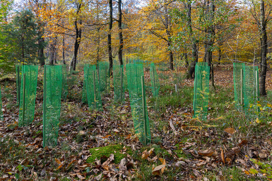 Young plantings ofm trees in the forest protected for wildlife atb the Veluwe in The Netherlands