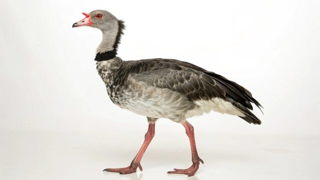 Photorealistic studio portrait of a majestic Northern Screamer (Chauna chavaria) bird isolated on a crisp white background.