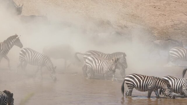Wildebeest and zebras kick up dust while crossing river in Maasai Mara National Reserve, Kenya during migration.