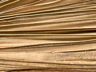 Fototapeta premium layered textured brown palm leaves, evoking feelings of natural beauty and organic patterns