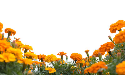 Abundant marigold flowers create a vibrant border against a transparent background, perfect for use as a decorative frame or overlay in design projects