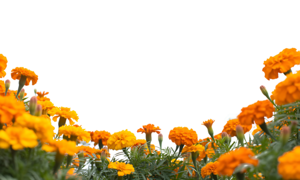 Abundant marigold flowers create a vibrant border against a transparent background, perfect for use as a decorative frame or overlay in design projects